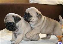 pug puppy posted by ekane Beasley